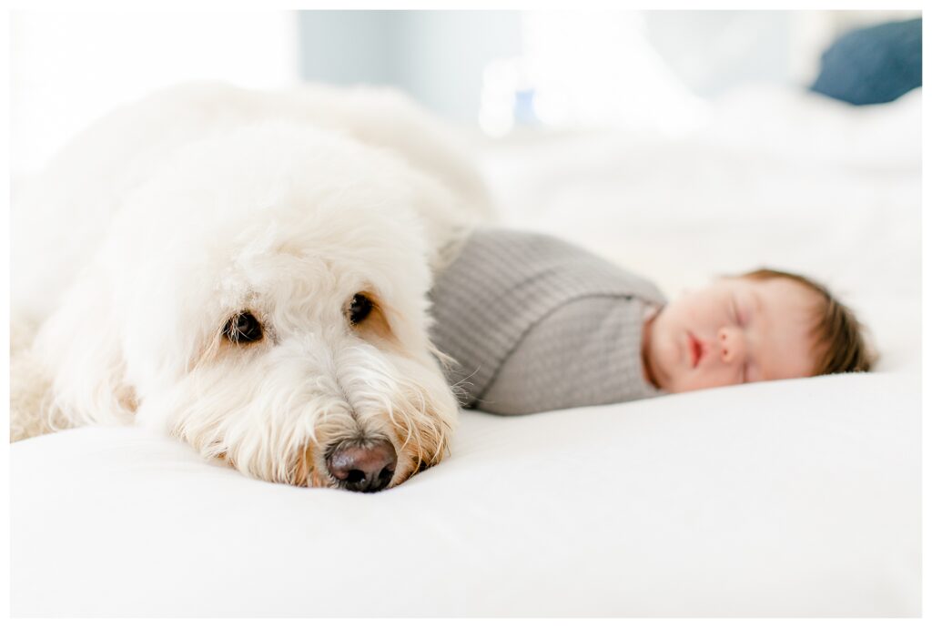 In home newborn portrait session, natural posing with white dog.